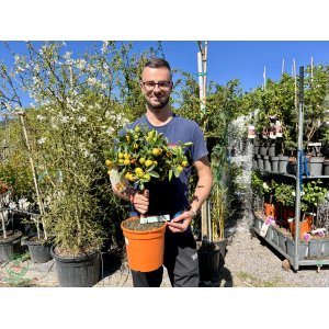 Mandarínka (Citrus clementina) ´CALAMONDINO´ - výška: 40-50 cm, kont. C4L - na kmienku